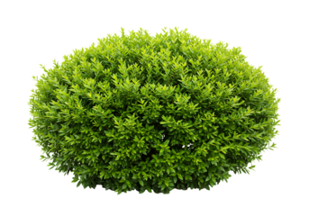 Green Tree Isolated on Transparent Background