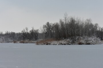 Trees covered with snow and icicles on frozen lake in winter foggy day 