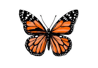 Colored Butterfly Hand Drawn Illustration Vector Isolated by AZ for Books, Arts, Design and Decoration Graphic Asset