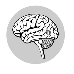 human brain vector illustration