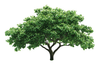 Obraz premium Green Tree with Lush Foliage and Growth Concept, Tranquil Nature, Isolated