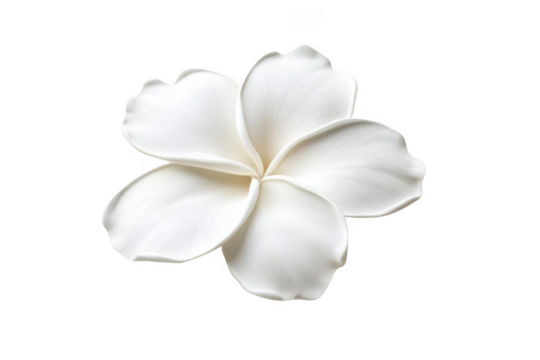 Exquisite White Flower Blossom with Natural Elegance and Floral Theme