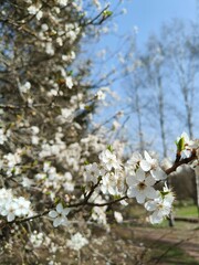 Close-up of blooming plum blossoms on a sunny spring day with a clear blue sky. The white flowers and natural background evoke freshness, renewal, and the beauty of early spring in nature.