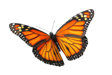 Naklejka premium Monarch Butterfly, Orange Wing, Delicate Insect, Black Background, Summer Pattern