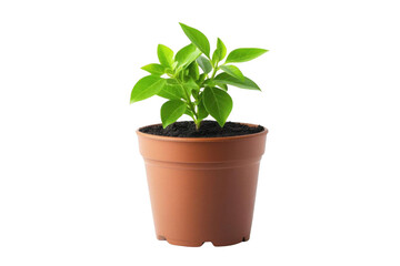 Obraz premium Young Plant Grows in Pot Against Black Backdrop Concept Theme