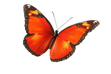Fototapeta premium Butterfly Displays Vibrant Orange Wings Against Black Background. concept, elegance.