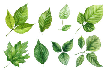 Explore Various Green Leaves, Illustration of Nature with botanical art theme.