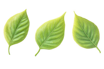 Fototapeta premium Green Leaves Illustrate Growth and Vitality in Springtime Concept