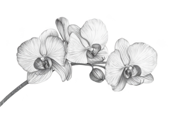 Capture the Beauty of Delicate Orchid in Elegant Sketch, Graceful Details