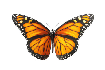 Fototapeta premium Orange butterfly sits with spread wings, nature beauty and summer theme.