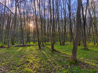Fototapeta premium Beautiful green forest with trees in the background. Concept for nature and environment. Spring in the forest landscape.