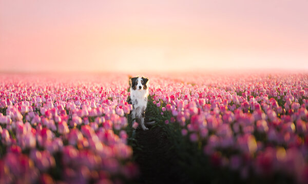 silhouette of a dog in a field - Powered by Adobe