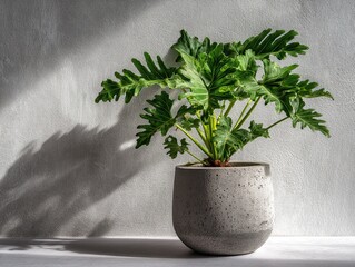 Lush Green Philodendron Plant in a Grey Concrete Pot Sunlight Shadow on Wall