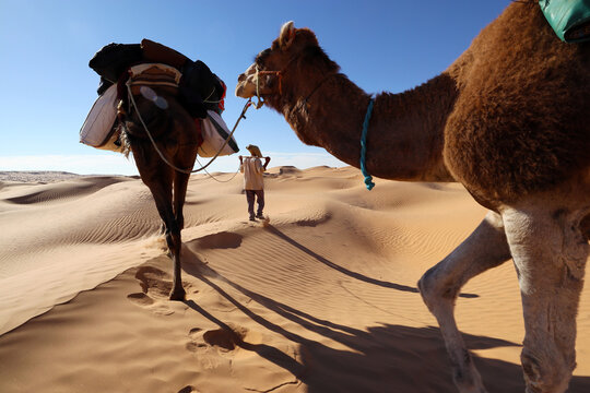 Sahara Caravan Under the Desert Sun