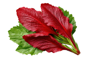 Fresh red amaranth and green leafy vegetables, isolated on transparent background