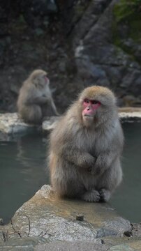 Japanese macaques relaxing in steaming natural hot springs, surrounded by snowy landscape in Jigokudani Monkey Park, Nagano during winter season