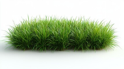 Lush green grass clump on white background, blades reaching skyward