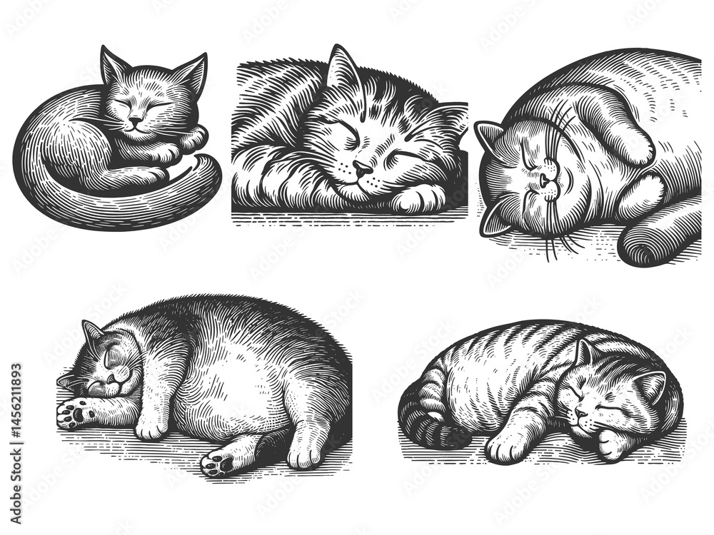 Poster sleeping cat set collection bundle sketch engraving generative ai raster illustration. scratch board