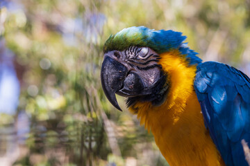Beautiful large colorful macaw parrot in a large garden