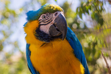 Beautiful large colorful macaw parrot in a large garden
