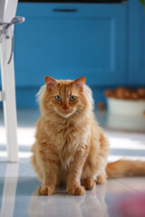 A wonderful ginger cat with blue eyes sits in the room