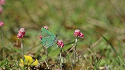 Grüner Zipfelfalter (Callophrys rubi).an weiblichem Gemeinen Katzenpfötchen (Antennaria dioica)