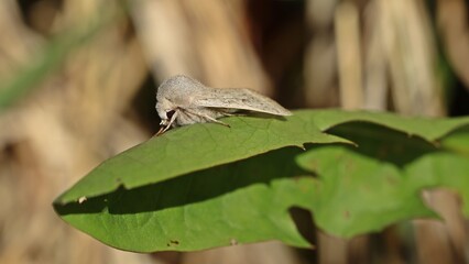 Spitzflügel-Kätzcheneule (Orthosia gracilis)