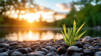 Fototapeta premium Vibrant green grass thrives on pebbles near a body of water, illuminated by the setting sun, symbolizing life and endurance in natural settings.