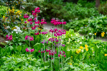 A spring garden in full bloom