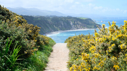 A scenic coastal hiking path leads through blooming yellow wildflowers toward a breathtaking beach below steep cliffs.