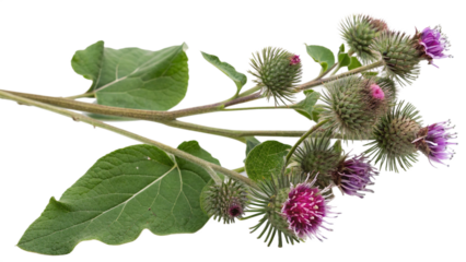 Herbal plant Arctium lappa or Burdockon isolated on transparent background
