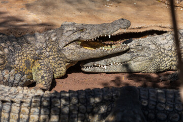 Obraz premium Crocodile in the zoo park on the island of Gran Canaria Spain