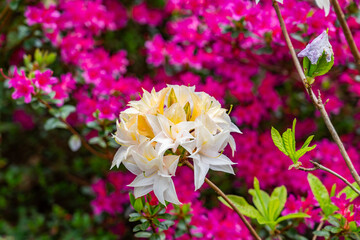 A spring garden in full bloom