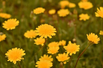 Tiny wild yellow flowers in green grass. Springtime floral background with soft light and color.