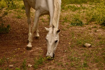 Grazing white horse in rural farmland setting. Nature, agriculture, and domestic animal concept.