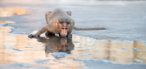 Barbary macaque ape, rhesus monkey drinking water from a puddle, conflict of wildlife and urban...