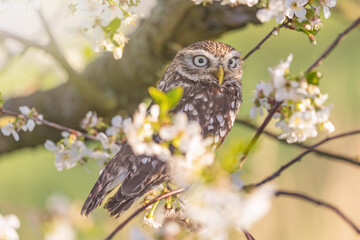 Closeup portrait of little owl sitting on a branch of a blossoming tree. Horizontally.