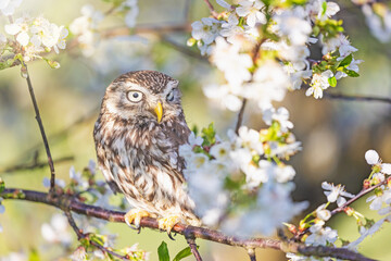 Portrait of little owl sitting on a branch of a blossoming fruit tree. Horizontally. 