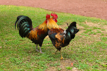 chicken, hen, rooster, poultry, cock, chick, comb, cockerel, bird, farm, feather, agriculture,...