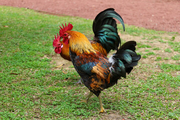 chicken, hen, rooster, poultry, cock, chick, comb, cockerel, bird, farm, feather, agriculture,...