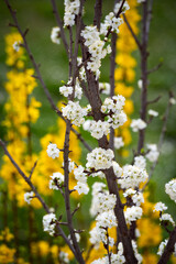 Obraz premium Printemps