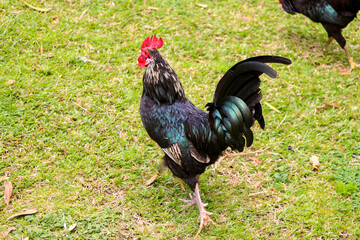 chicken, hen, rooster, poultry, cock, chick, comb, cockerel, bird, farm, feather, agriculture,...