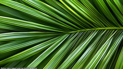 Close-up view of vibrant green palm fronds.