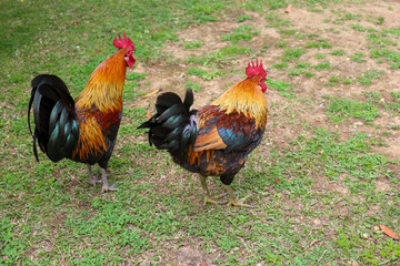 chicken, hen, rooster, poultry, cock, chick, comb, cockerel, bird, farm, feather, agriculture,...