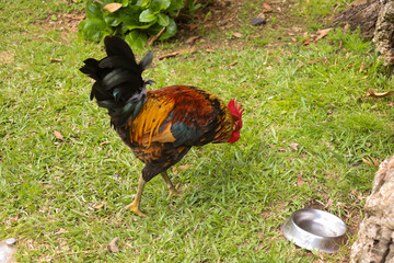 chicken, hen, rooster, poultry, cock, chick, comb, cockerel, bird, farm, feather, agriculture,...