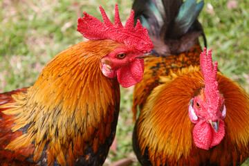 chicken, hen, rooster, poultry, cock, chick, comb, cockerel, bird, farm, feather, agriculture,...