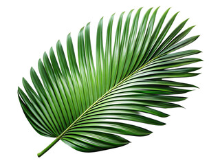 Obraz premium Tropical Leaf Greenery A Touch Of Nature isolated on transparent background