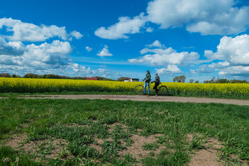 Fototapeta premium Couple stands with their yellow tandem bicycle on dirt path beside vast, blooming rapeseed field on Ven island, Sweden. Green grass gives way to vibrant yellow expanse under blue sky with white clouds