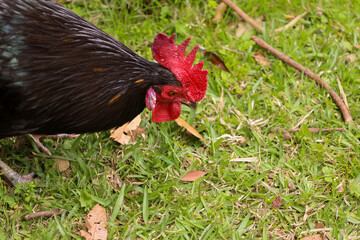 chicken, hen, rooster, poultry, cock, chick, comb, cockerel, bird, farm, feather, agriculture,...