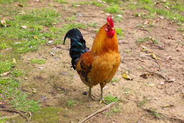 chicken, hen, rooster, poultry, cock, chick, comb, cockerel, bird, farm, feather, agriculture,...